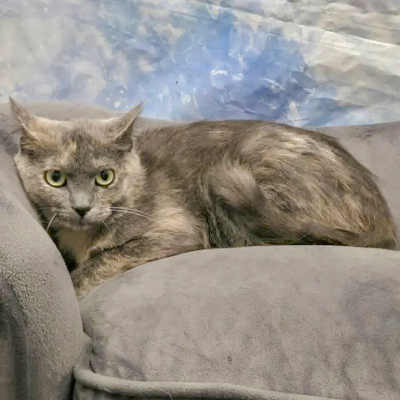 Stormy, photo 3