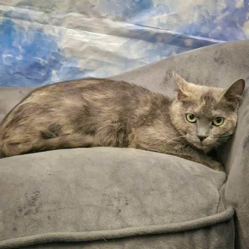 Stormy, photo 4