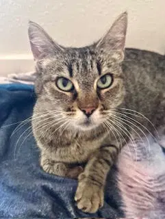 Marion, an adult female Tabby cat up for adoption