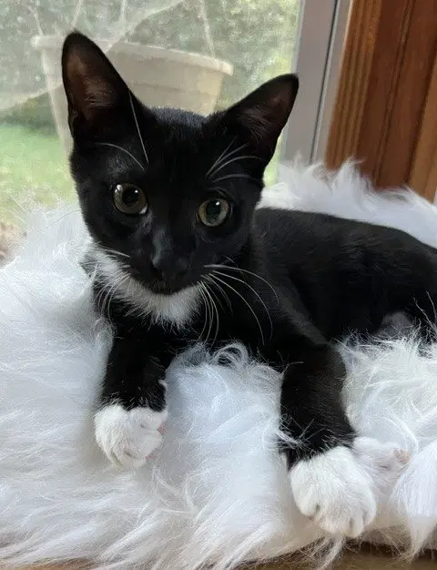 Banjo, a male kitten up for adoption
