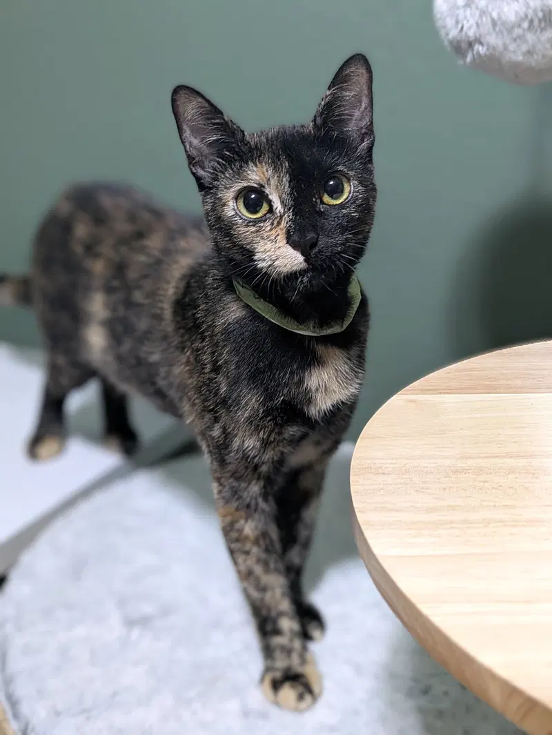 Galadriel, an adult female Tortoiseshell cat up for adoption