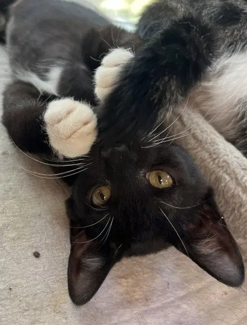 Banjo, photo 2