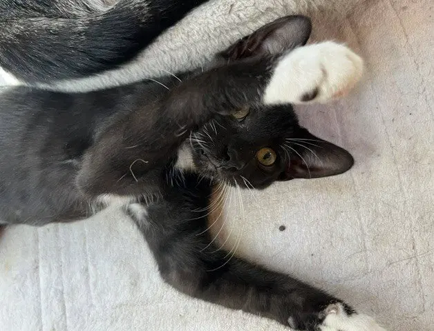 Banjo, photo 3