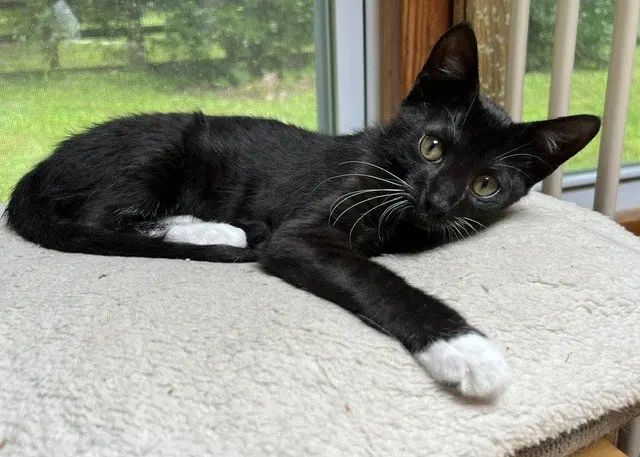 Banjo, photo 5