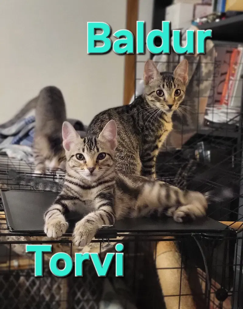 Baldur, photo 6