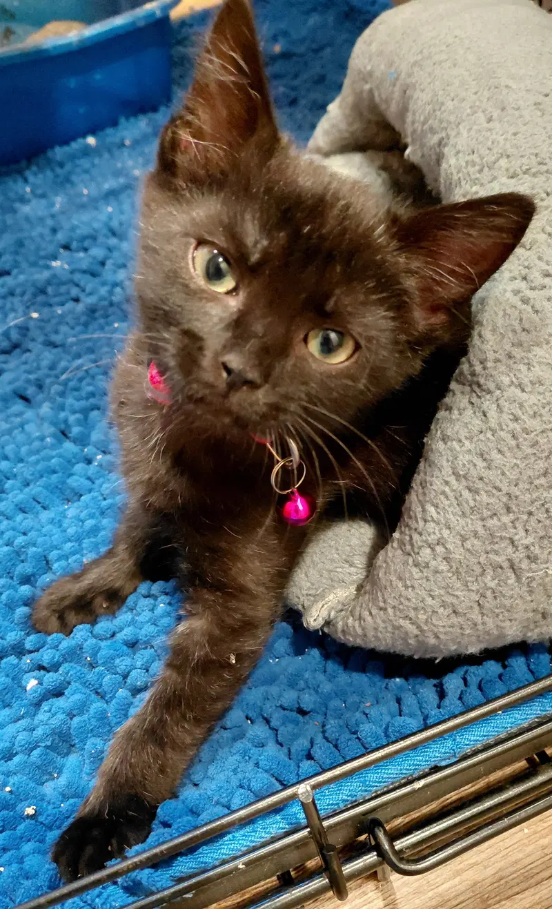 Grace, a female kitten up for adoption
