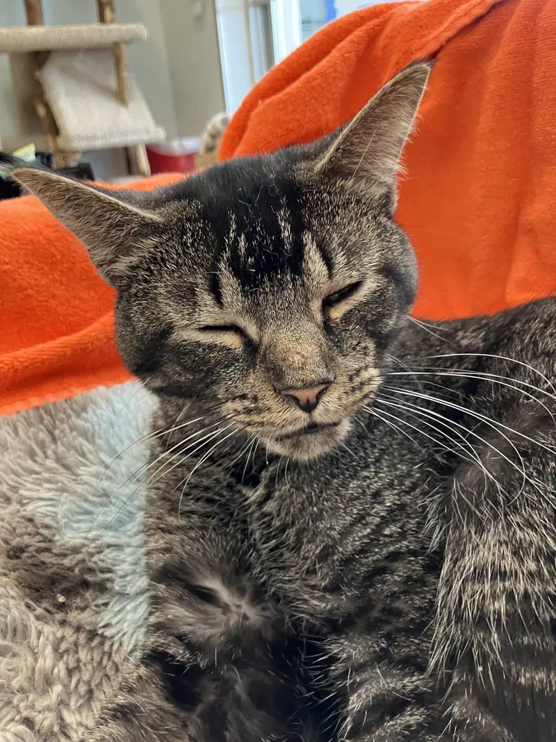 Lisbon, an adult male Tabby cat up for adoption