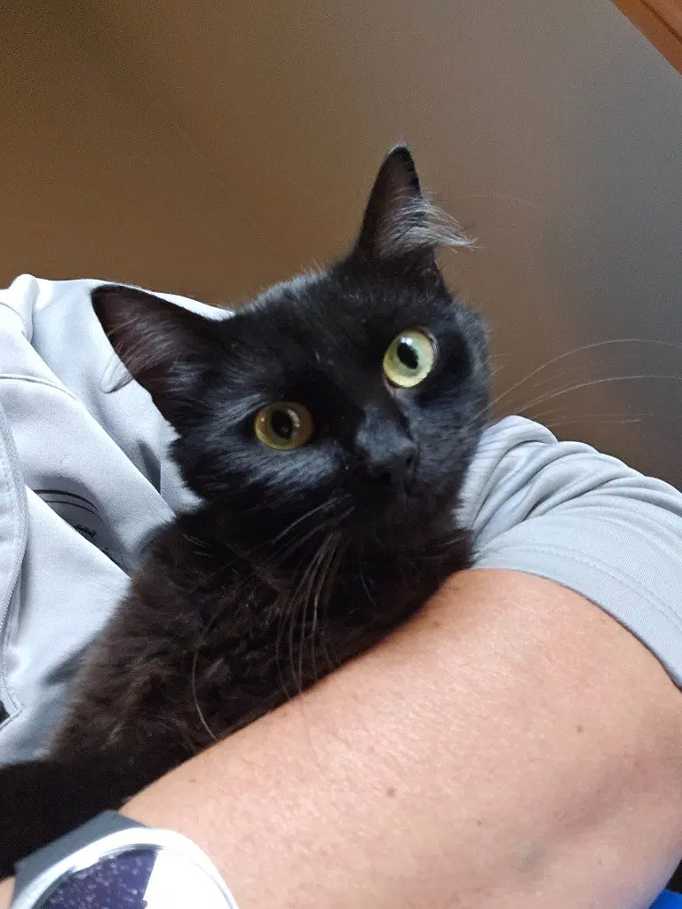 Maleficent, an adult female cat up for adoption