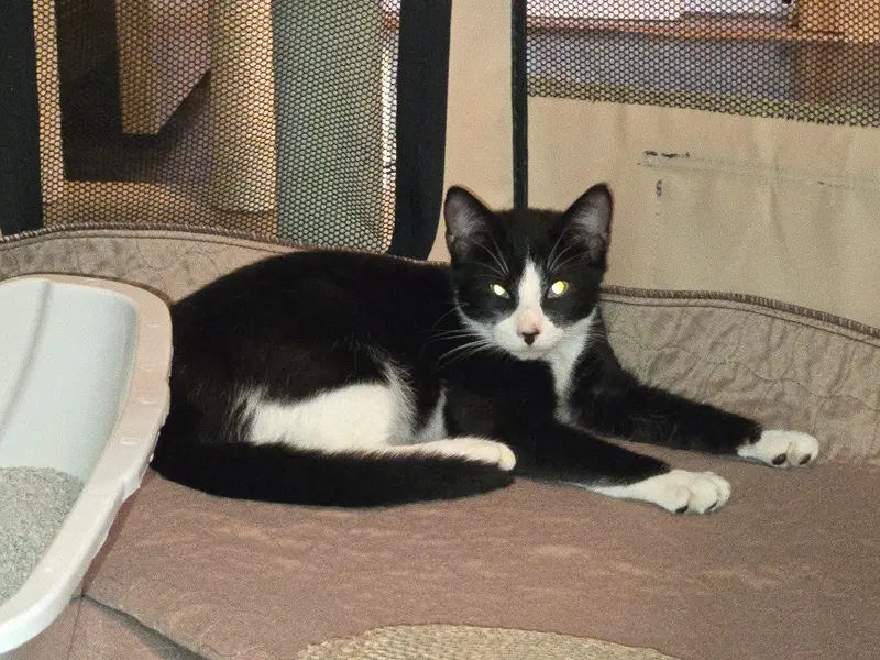 Borra, a young male American Shorthair cat up for adoption