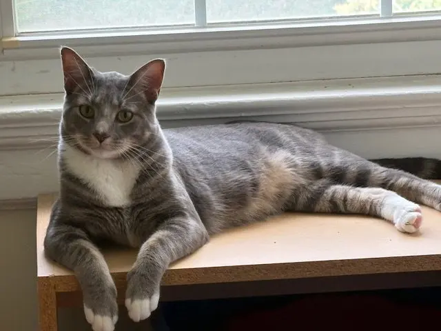 Marnat, an adult male cat up for adoption