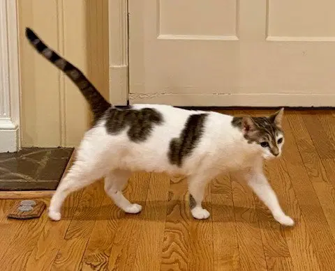 Anika, an adult female cat up for adoption