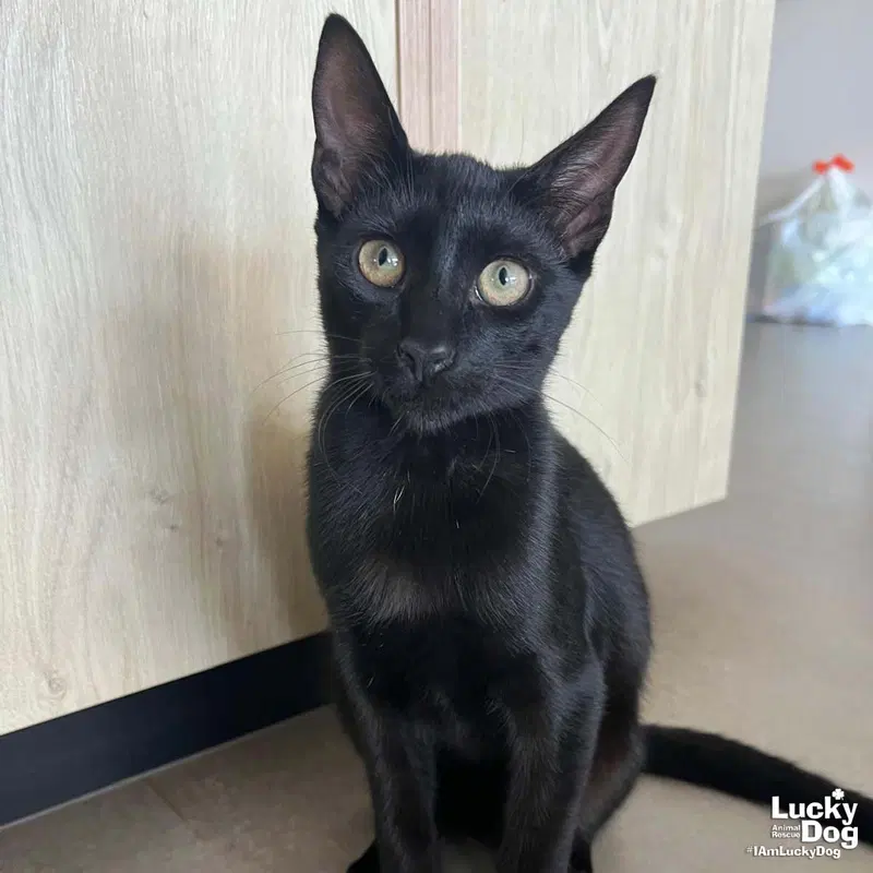 Xavi, a male kitten up for adoption