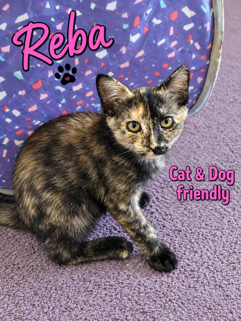 Reba, a female Tortoiseshell kitten up for adoption
