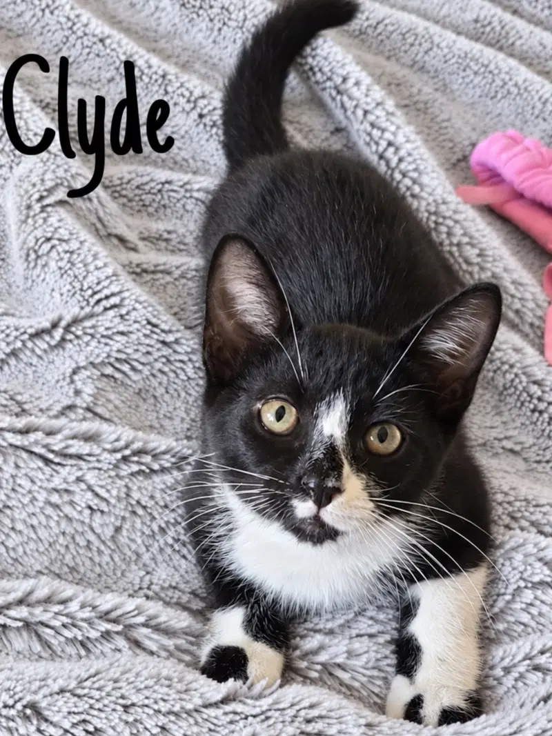 Clyde, Willow Grove Area, (FCID, a male kitten up for adoption