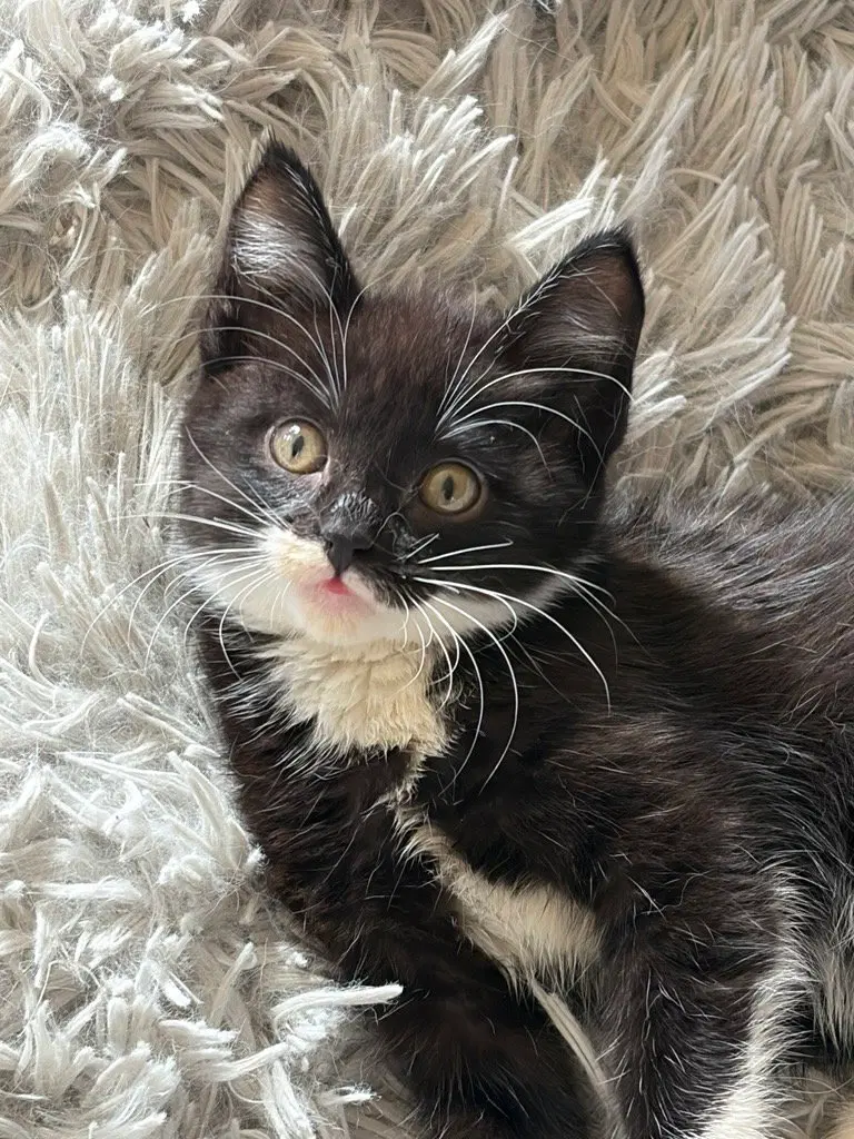Bowtie, a female Tuxedo kitten up for adoption