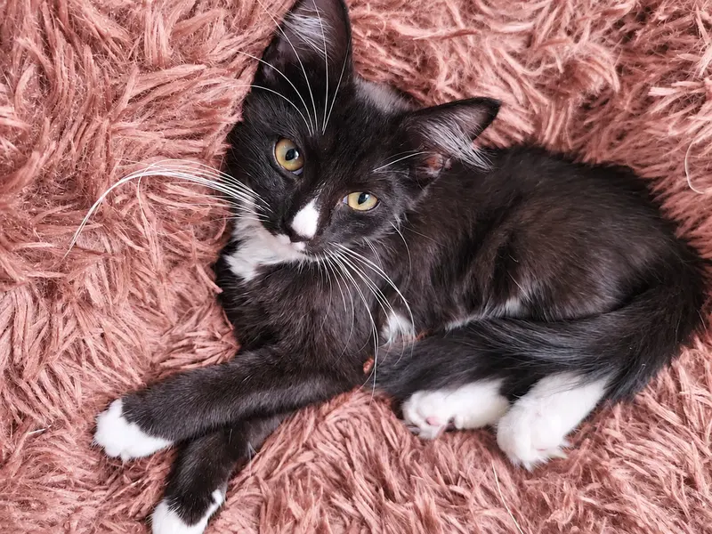 Squiggy C, a young male Tuxedo cat up for adoption