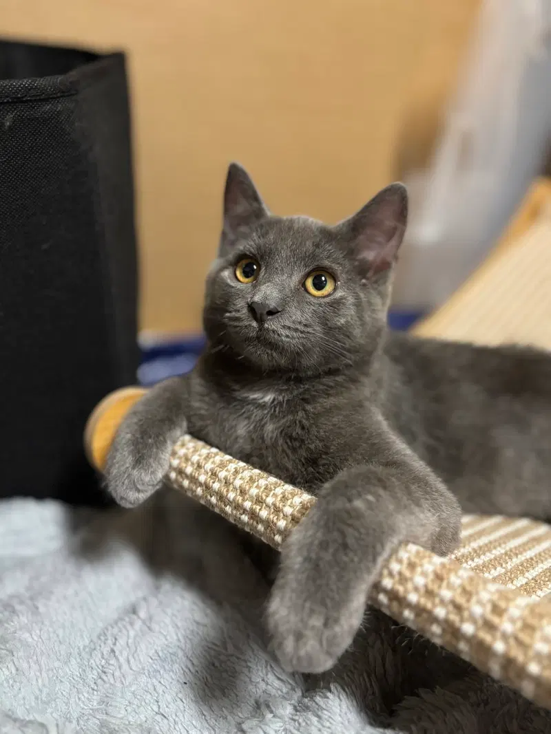 Yoda W/ Chief Tui, a male kitten up for adoption