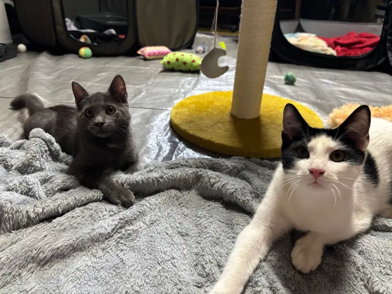 Yoda W/ Chief Tui, photo 5