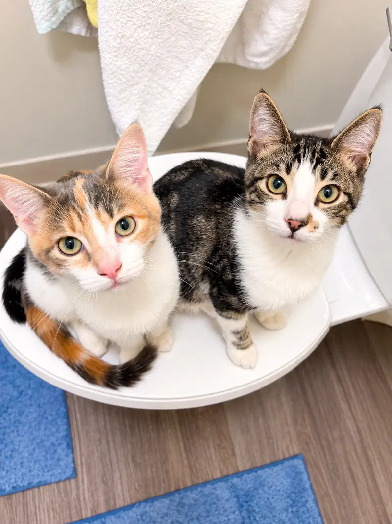 Monroe and Peaches Napa, Calico kittens up for adoption