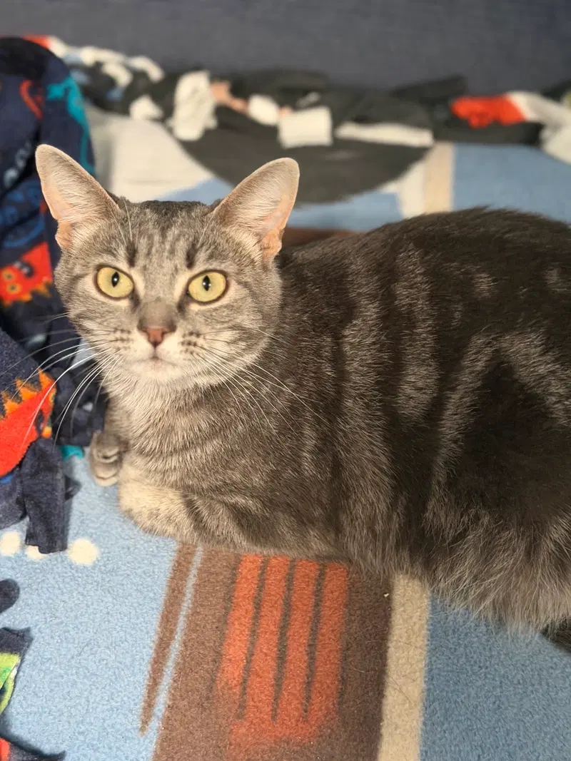 Ivy, a female cat up for adoption