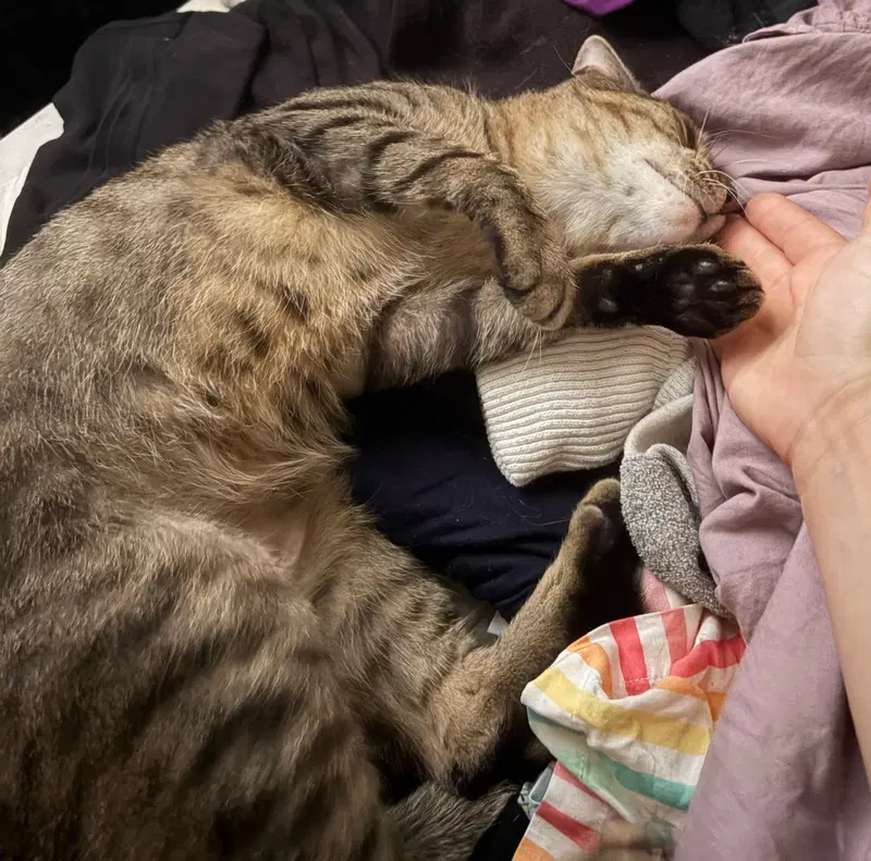 Stripey, photo 2