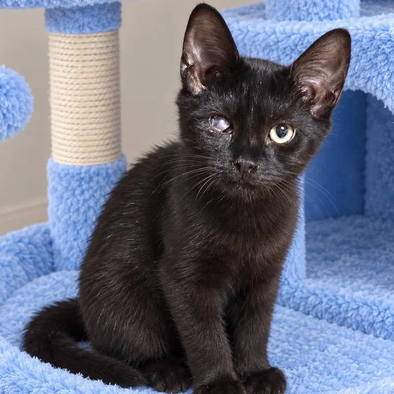 Dak, a male kitten up for adoption