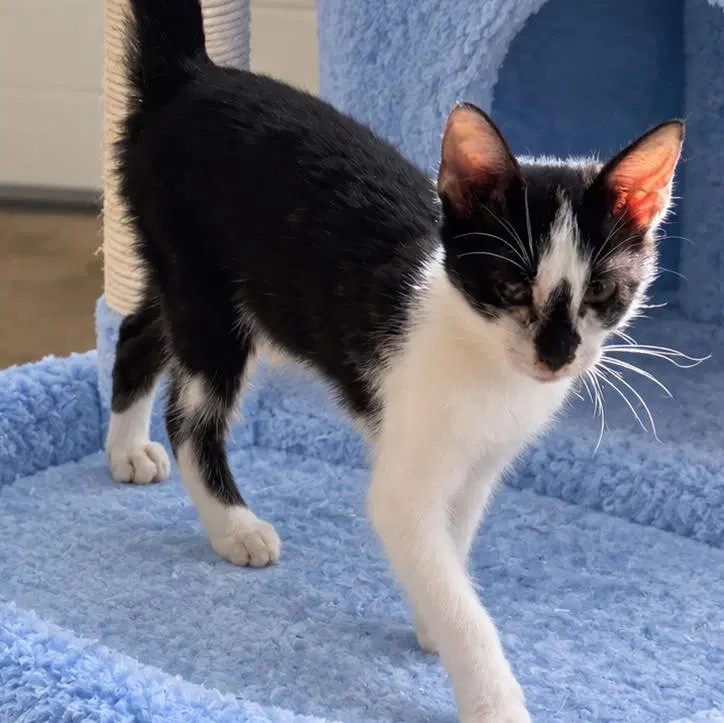 Dori, a male kitten up for adoption