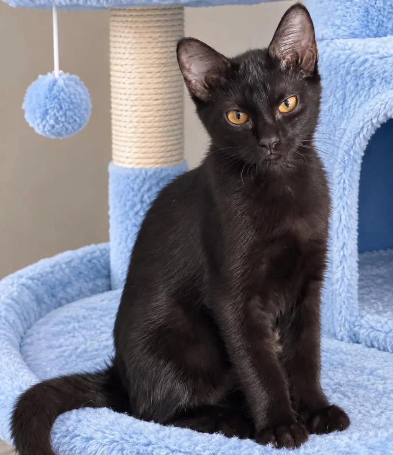 Espresso, a male kitten up for adoption