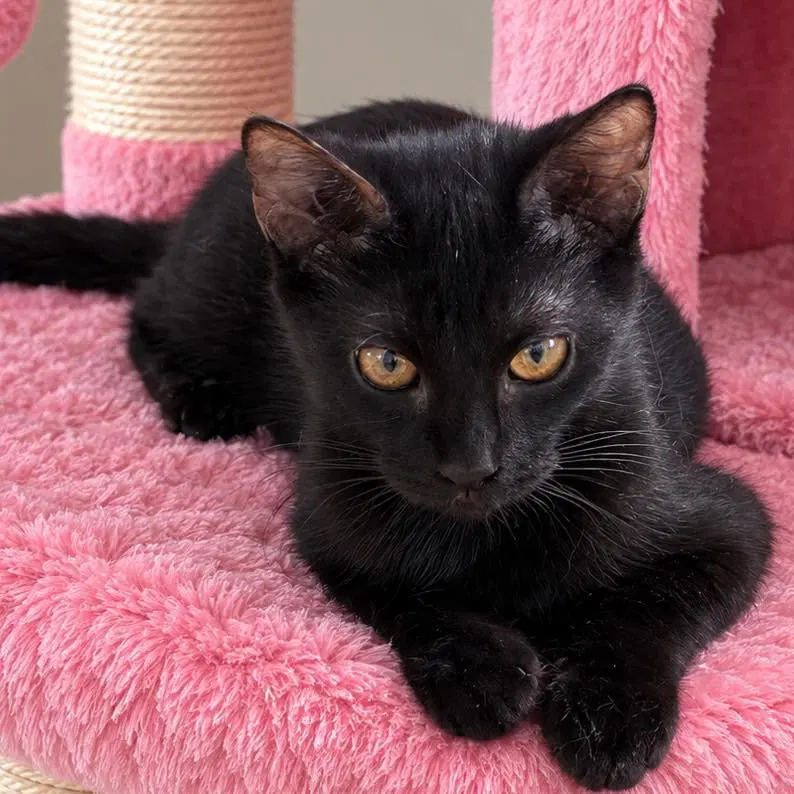 Dandi, a female kitten up for adoption