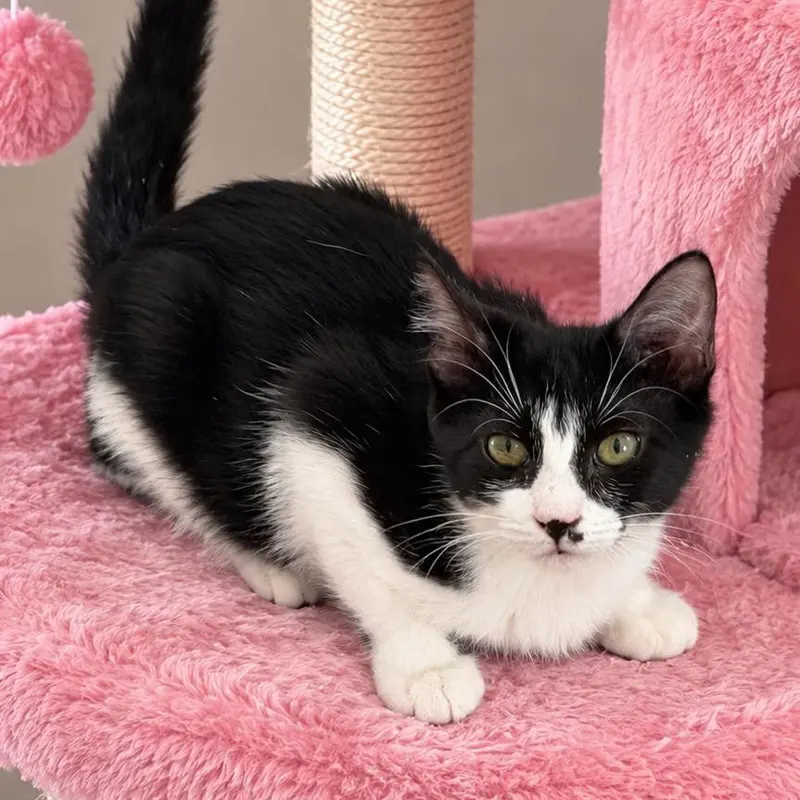 Dasha, a female kitten up for adoption