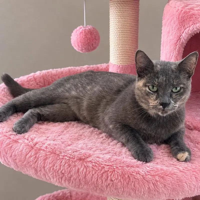 Tali, an adult female cat up for adoption
