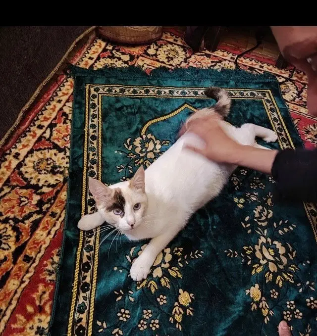 Loza Blind, a female Snowshoe kitten up for adoption