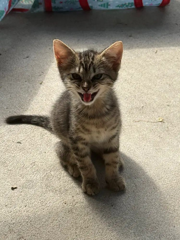Bambi Kitties, a male kitten up for adoption