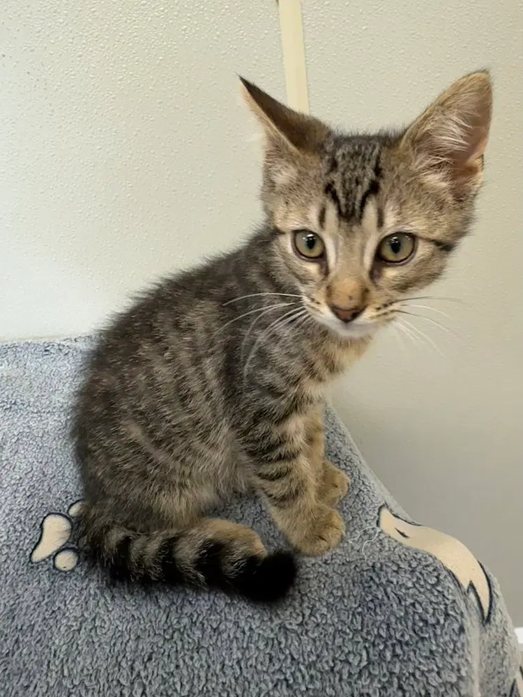 Bambi Kitties, photo 2