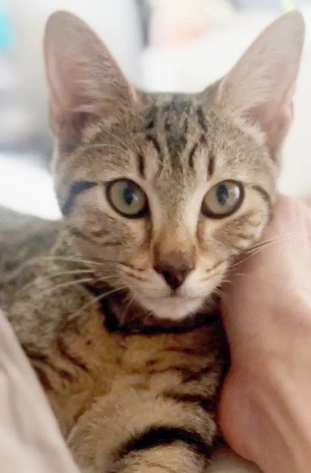 Buggs, a male kitten up for adoption