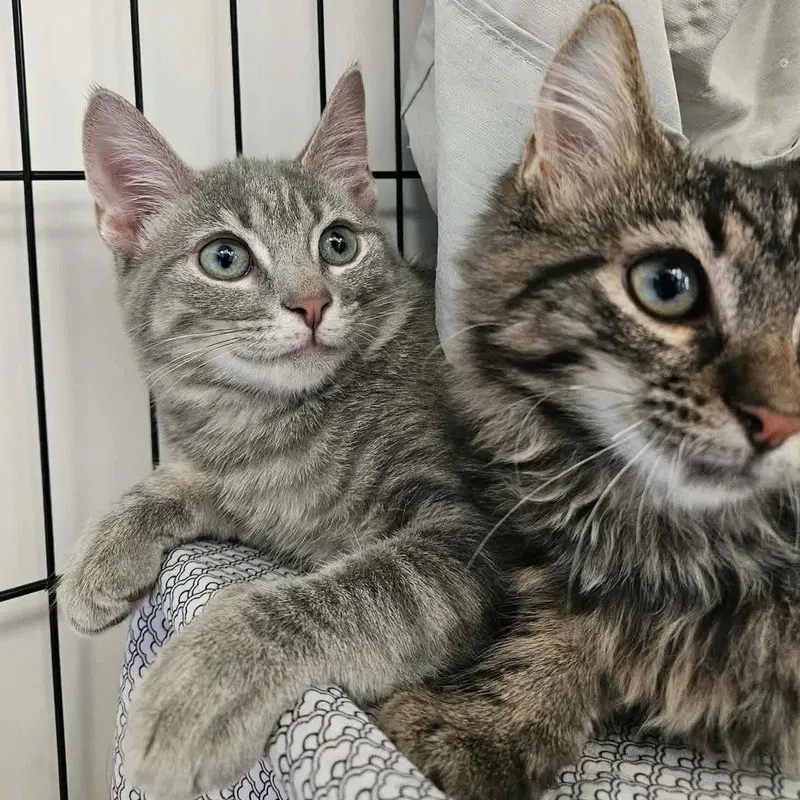 Nyman, a male kitten up for adoption