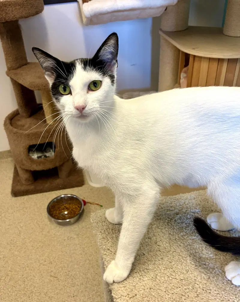 Kiki, an adult female cat up for adoption