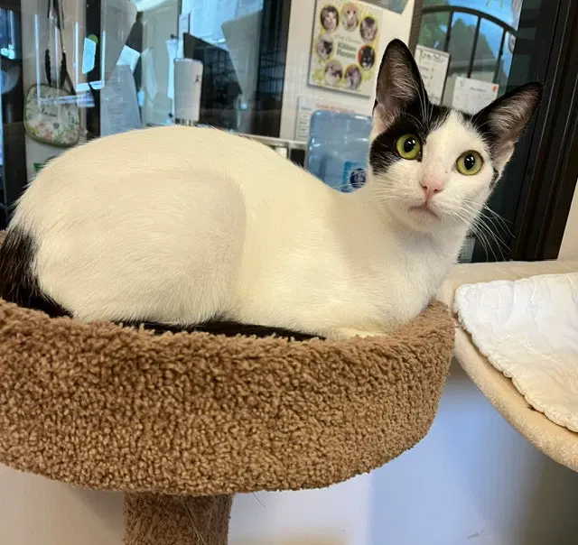 Kiki, photo 2