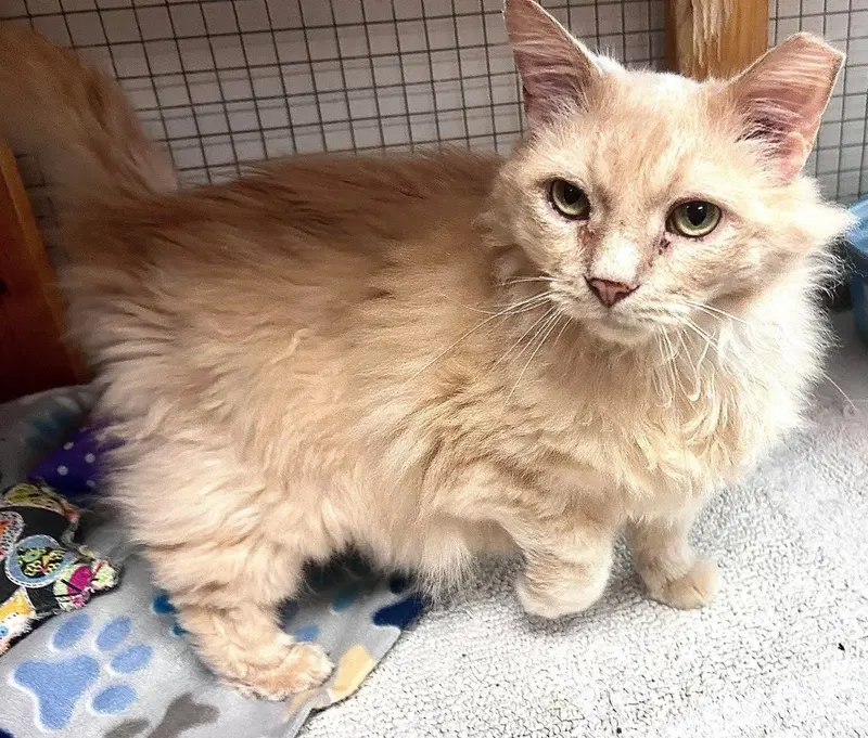 Valentino, an adult male cat up for adoption