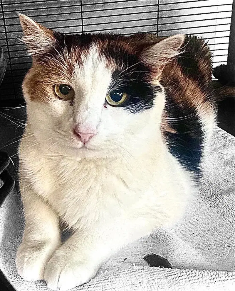 Ginger, photo 2