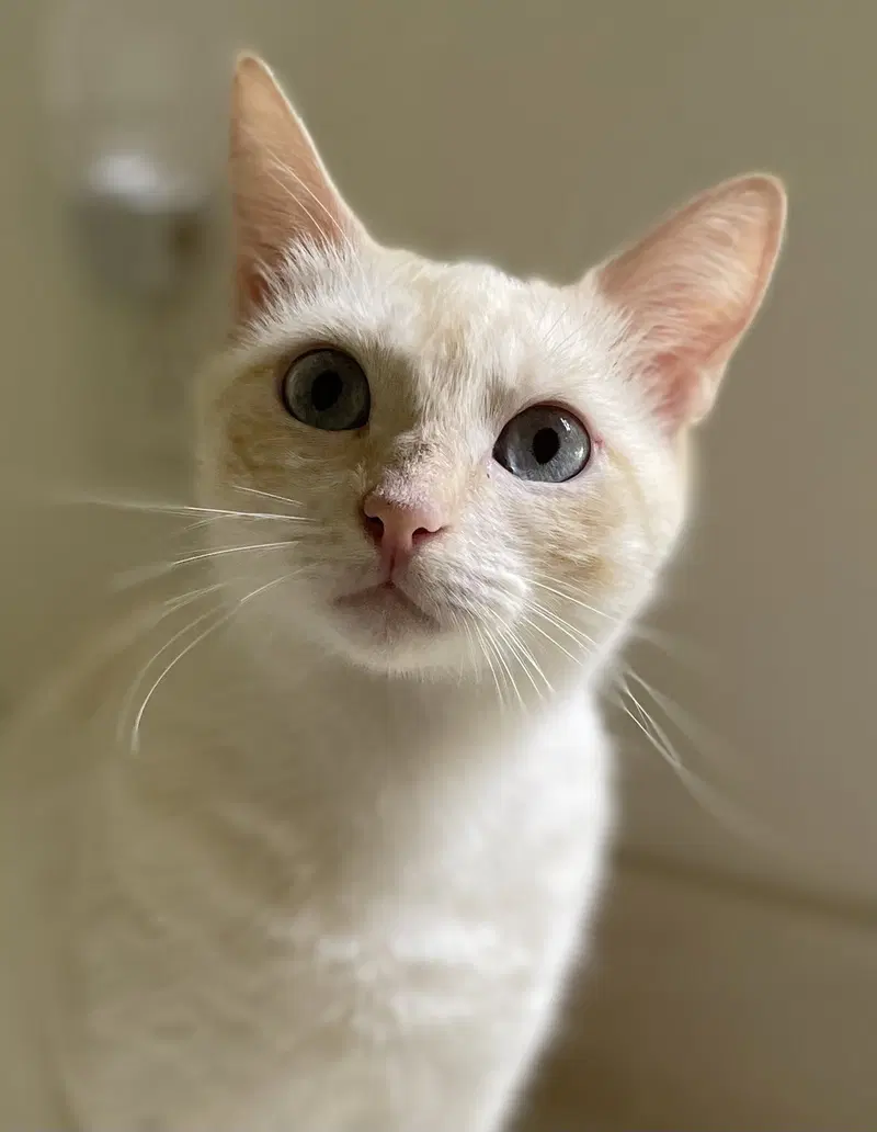 Crème Brulee, a young female Siamese cat up for adoption