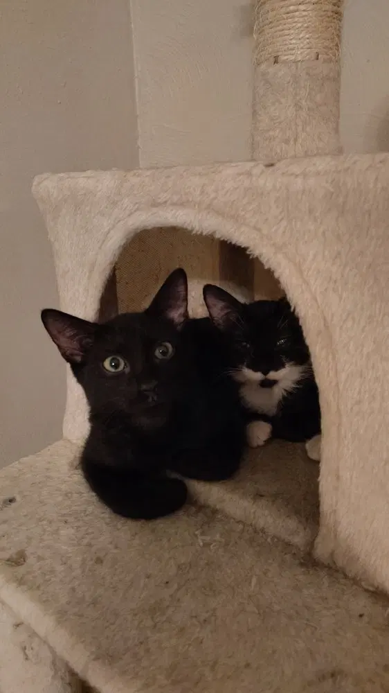 Tonic, a male kitten up for adoption