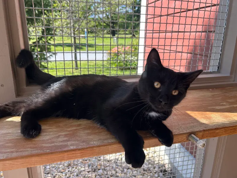 Ronnie, a young male cat up for adoption