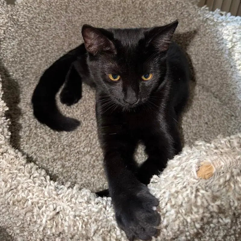 Pantera, an adult female cat up for adoption