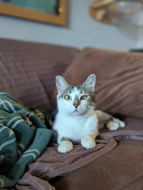 Watch the video of Buttercup