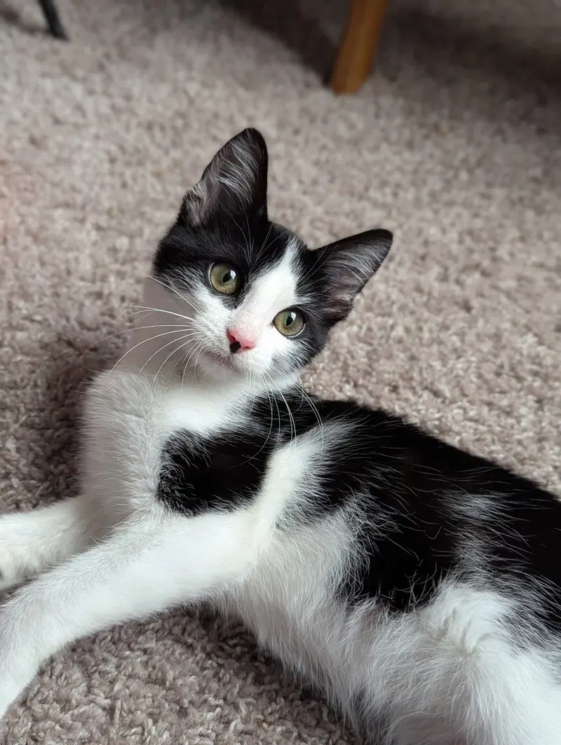 Bubbles, a female kitten up for adoption