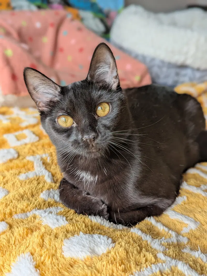 Miya, a young female Abyssinian cat up for adoption