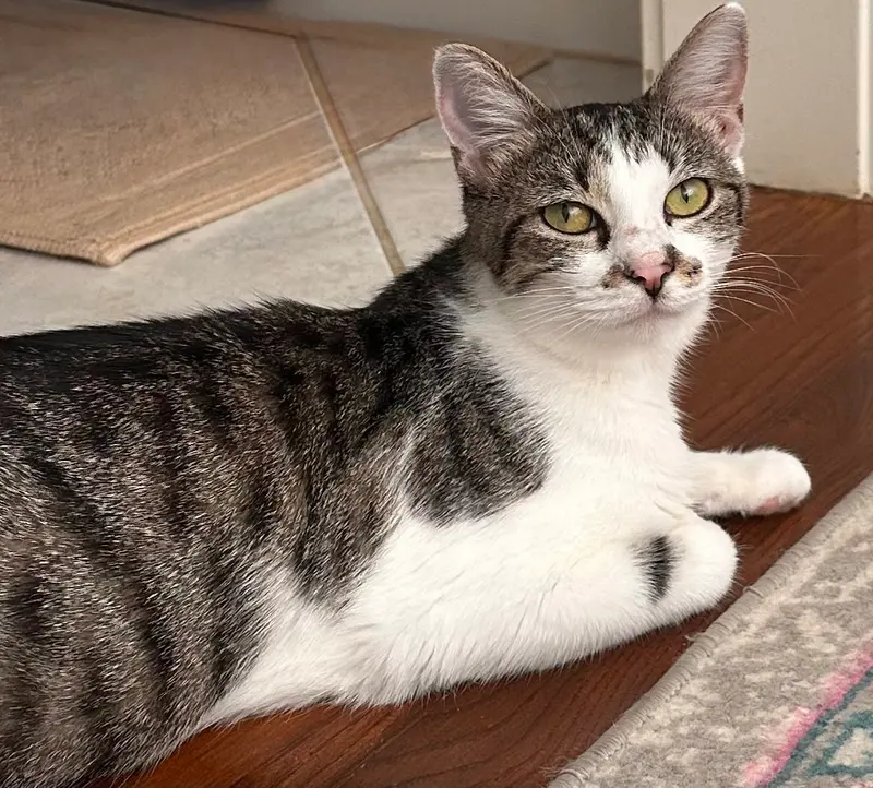 Astrid, an adult female Tabby cat up for adoption