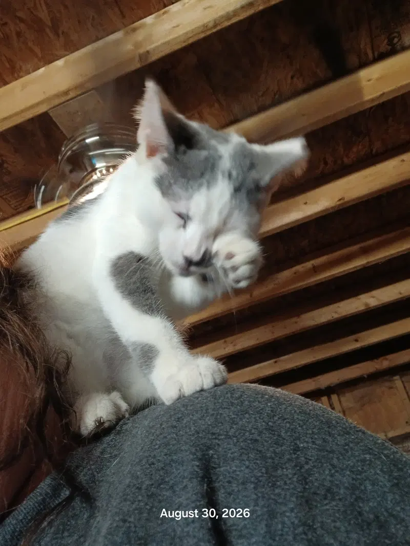 Angelo, a male kitten up for adoption