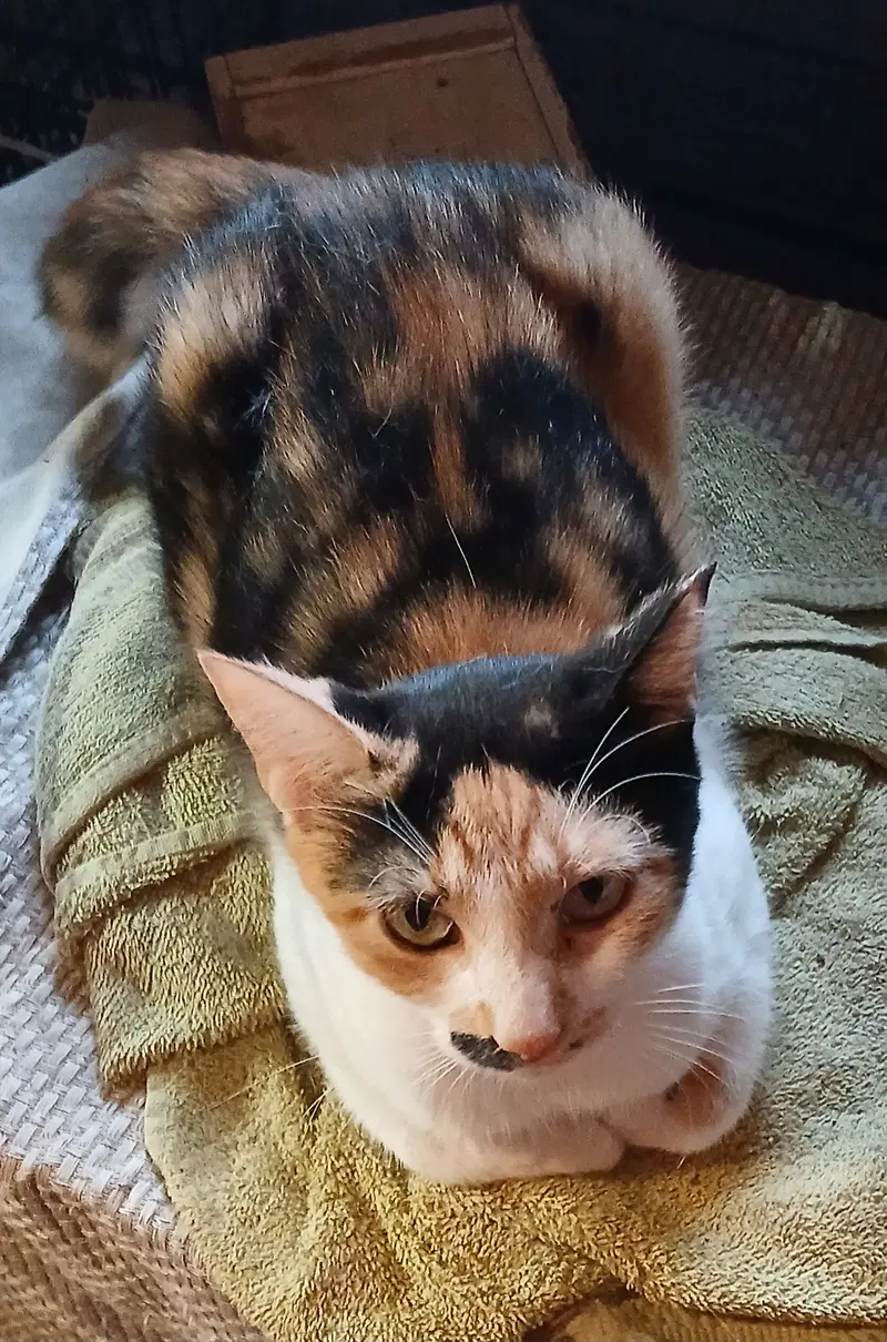 Chance, a young female Calico cat up for adoption